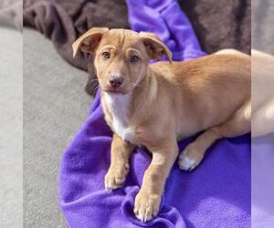 Colonial Cocker Spaniel-Unknown Mix Dogs for adoption in San Diego, CA, USA