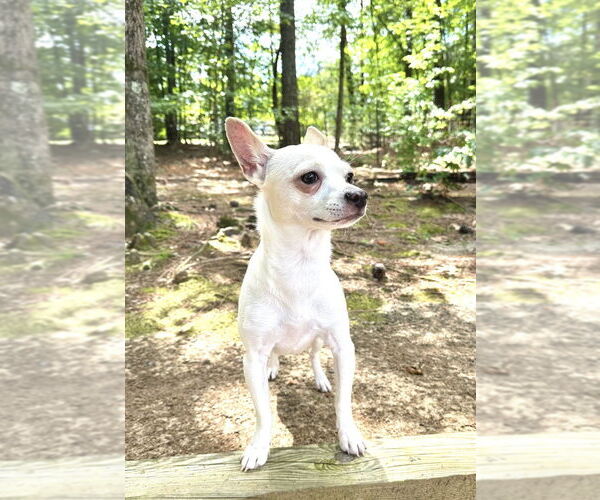 Medium Photo #5 Chihuahua-Unknown Mix Puppy For Sale in Mooresville, NC, USA