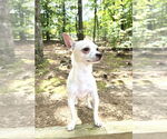 Small #4 Chihuahua Mix