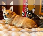 Small Photo #7 Chihuahua-Unknown Mix Puppy For Sale in Wheaton, IL, USA