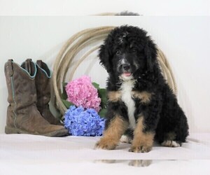 Bernedoodle Puppy for sale in FREDERICKSBG, OH, USA