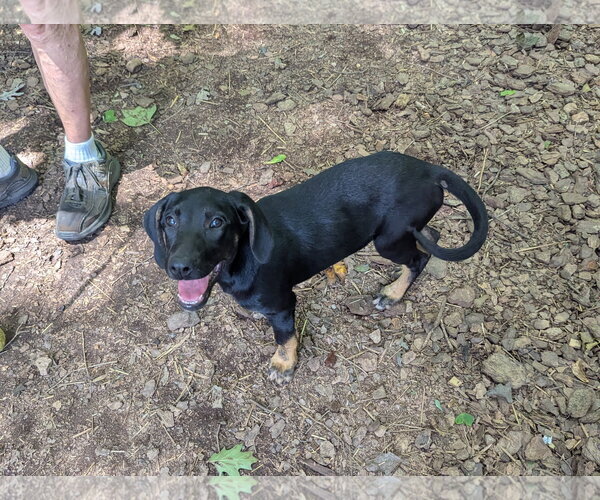 Medium Photo #2 Mutt Puppy For Sale in McCormick, SC, USA