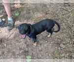 Small #1 Mutt