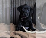 Small Photo #13 Labrador Retriever Puppy For Sale in STROUD, OK, USA