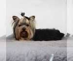 Small #3 Yorkshire Terrier