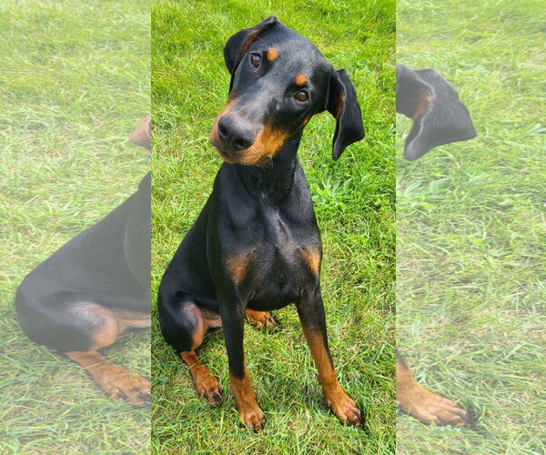 Medium Photo #1 Doberman Pinscher Puppy For Sale in Minneaoplis, MN, USA