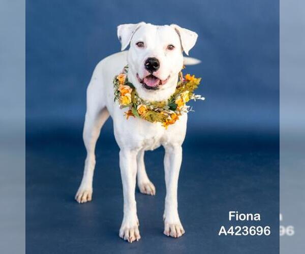 Medium Photo #1 Labrador Retriever-Unknown Mix Puppy For Sale in Conroe, TX, USA