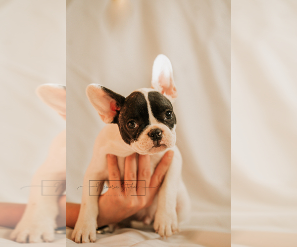 Medium Photo #2 French Bulldog Puppy For Sale in FAIRFIELD, CA, USA