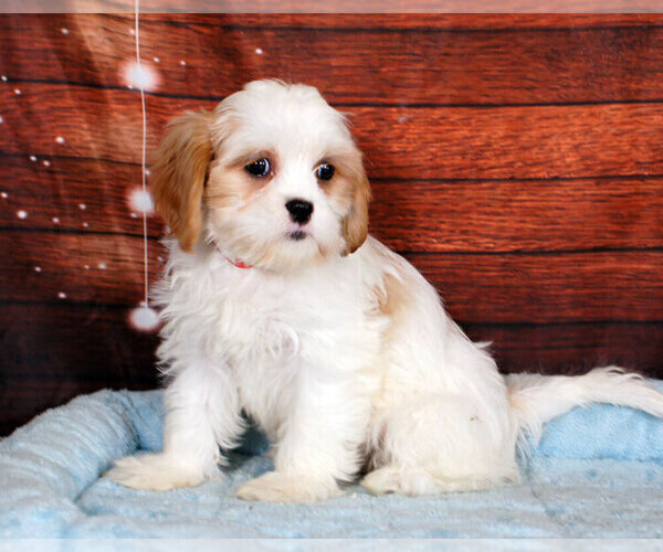 Medium Photo #1 Cava-Tzu Puppy For Sale in PENNS CREEK, PA, USA
