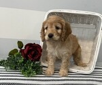 Small #1 Cavapoo