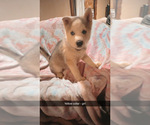 Puppy Yellow collar German Shepherd Dog-Siberian Husky Mix