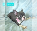 Small #1 Faux Frenchbo Bulldog