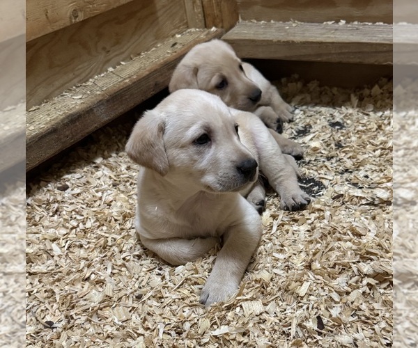 Medium Photo #3 Labrador Retriever Puppy For Sale in WOODBRIDGE, CT, USA