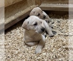 Litter of 7 - Male(s) and Female(s) Labrador RetrieverLitter of Puppies for Sale - Photo #3