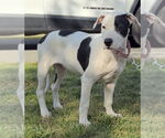 Small #6 American Staffordshire Terrier-Labrador Retriever Mix