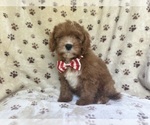 Small #3 Cavapoo