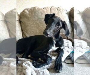 Greyhound-Unknown Mix Dogs for adoption in Laramie, WY, USA