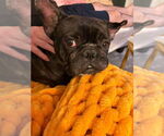 Small #1 French Bulldog