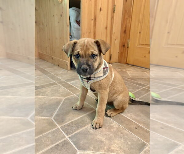 Medium Photo #1 Mutt Puppy For Sale in Brewster, NY, USA