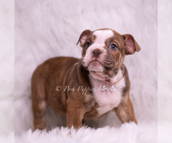 Medium Photo #1 Bulldog Puppy For Sale in WARSAW, IN, USA