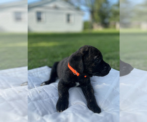 Golden Retriever-Great Dane Mix Puppy for sale in KANSAS CITY, MO, USA