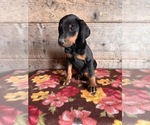 Small #2 Doberman Pinscher