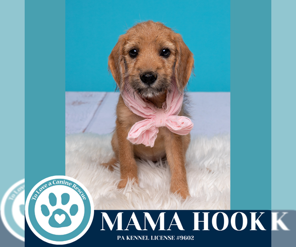 Medium Photo #3 Beagle-Unknown Mix Puppy For Sale in Kimberton, PA, USA