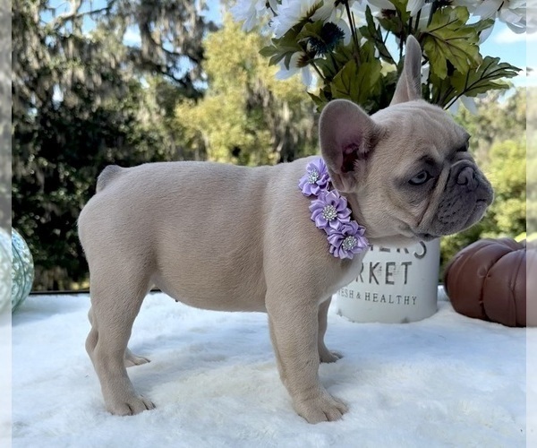 Medium Photo #4 French Bulldog Puppy For Sale in LAKE CITY, FL, USA