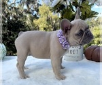 Small #3 French Bulldog