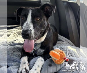 Pretty - Female Labrador Retriever-Unknown Mix Dog for Adoption - Photo #4