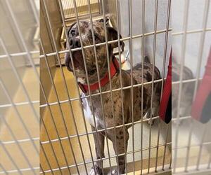 Mutt Dogs for adoption in Rancho Cucamonga, CA, USA