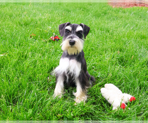 Medium Photo #5 Schnauzer (Miniature) Puppy For Sale in SYRACUSE, IN, USA