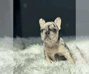French Bulldog Puppy for sale in BUFORD, GA, USA