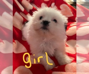 Shiranian Puppy for sale in PUYALLUP, WA, USA