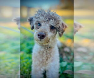 Poodle (Toy) Dogs for adoption in Pacolet, SC, USA