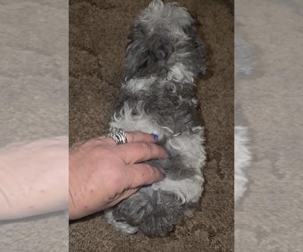 Medium Photo #8 Poodle (Toy) Puppy For Sale in DYERSBURG, TN, USA