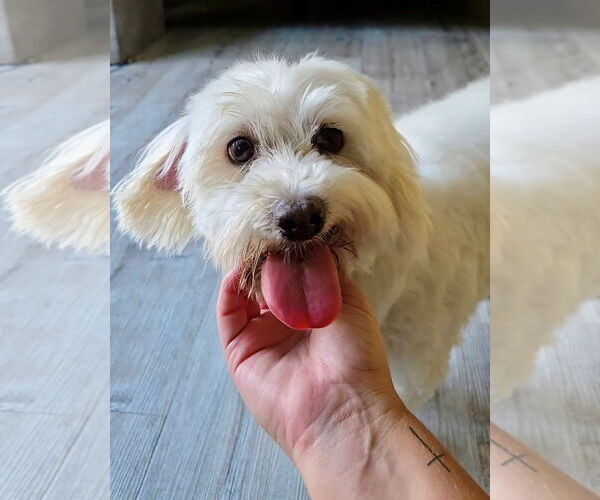 Medium Photo #1 Coton de Tulear Puppy For Sale in Fort Wayne, IN, USA