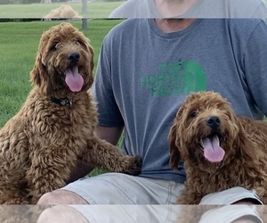 Goldendoodle (Miniature) Puppy for Sale in HULL, Iowa USA