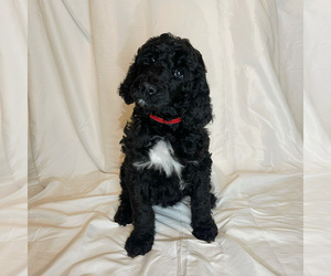 Poodle (Standard) Puppy for sale in ATLANTA, GA, USA