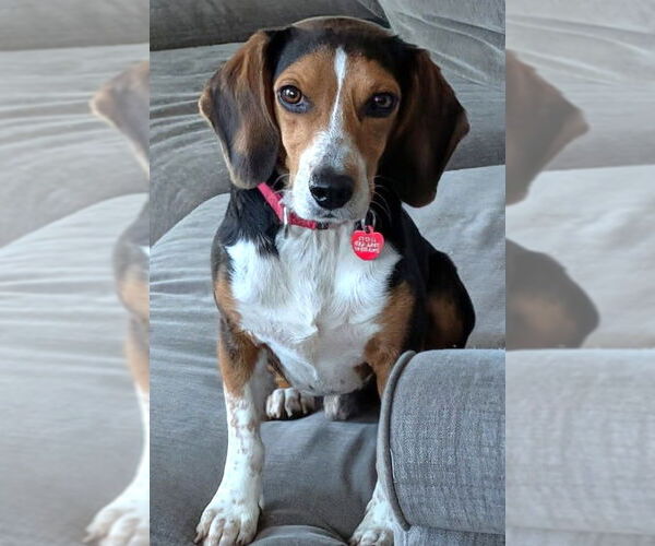 Medium Photo #3 Beagle Puppy For Sale in Dunnellon, FL, USA