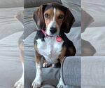 Small #2 Beagle