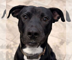 Mutt Dogs for adoption in Jefferson, WI, USA