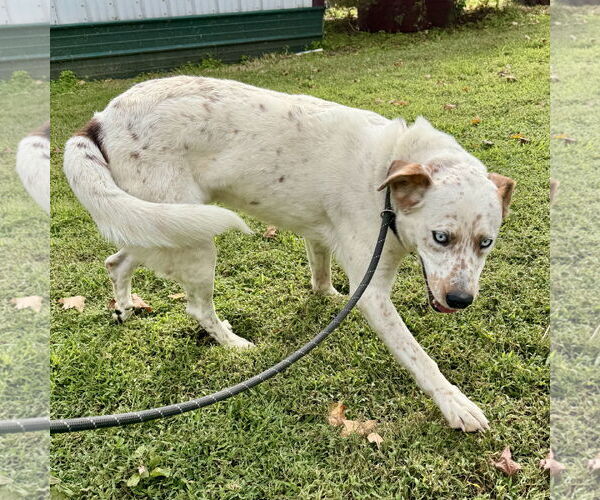 Medium Photo #3 Mutt Puppy For Sale in Sparta, TN, USA