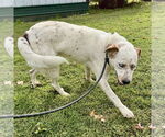 Small #2 Mutt
