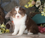 Small #2 Australian Shepherd