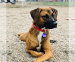 Small Photo #4 Mutt Puppy For Sale in Fargo, ND, USA