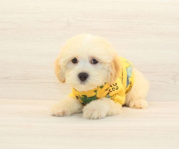 Medium Photo #3 Maltipoo Puppy For Sale in LAS VEGAS, NV, USA