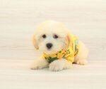 Small #2 Maltipoo