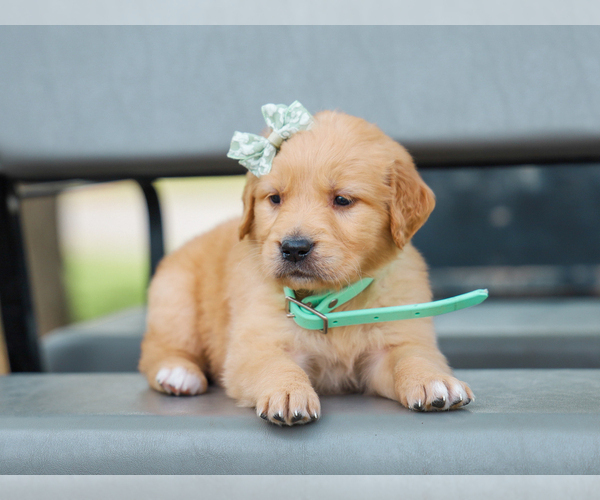 Medium Photo #1 Golden Retriever Puppy For Sale in LIBERTY, KY, USA