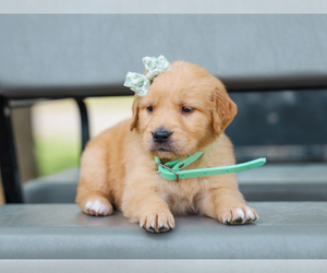 Golden Retriever Puppy for sale in LIBERTY, KY, USA